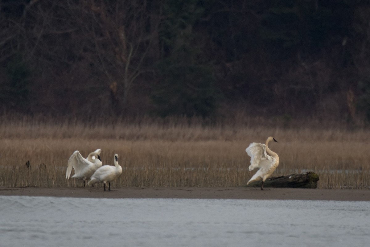 Trumpeter Swan - ML410951111