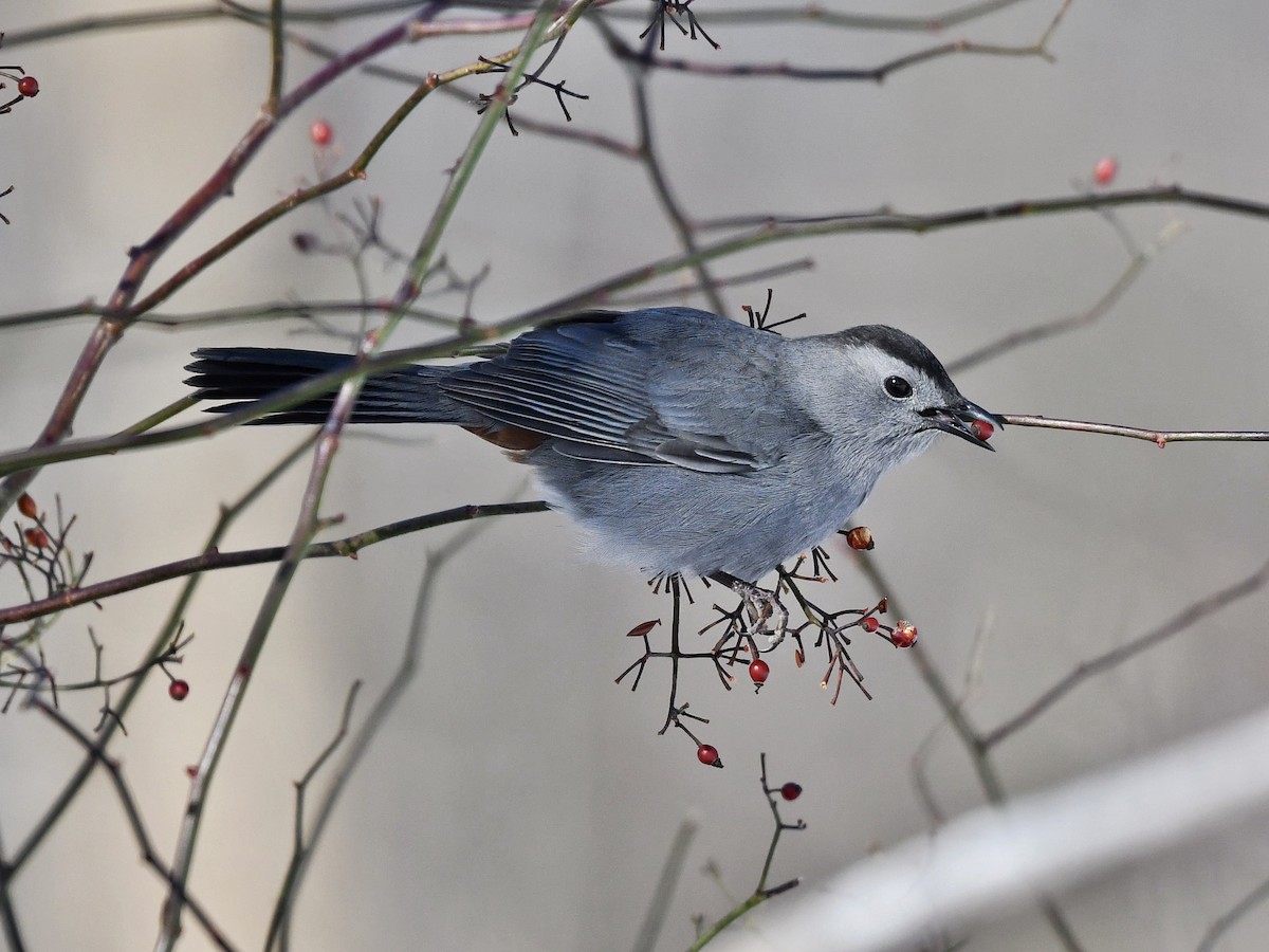 Gray Catbird - Bill Massaro