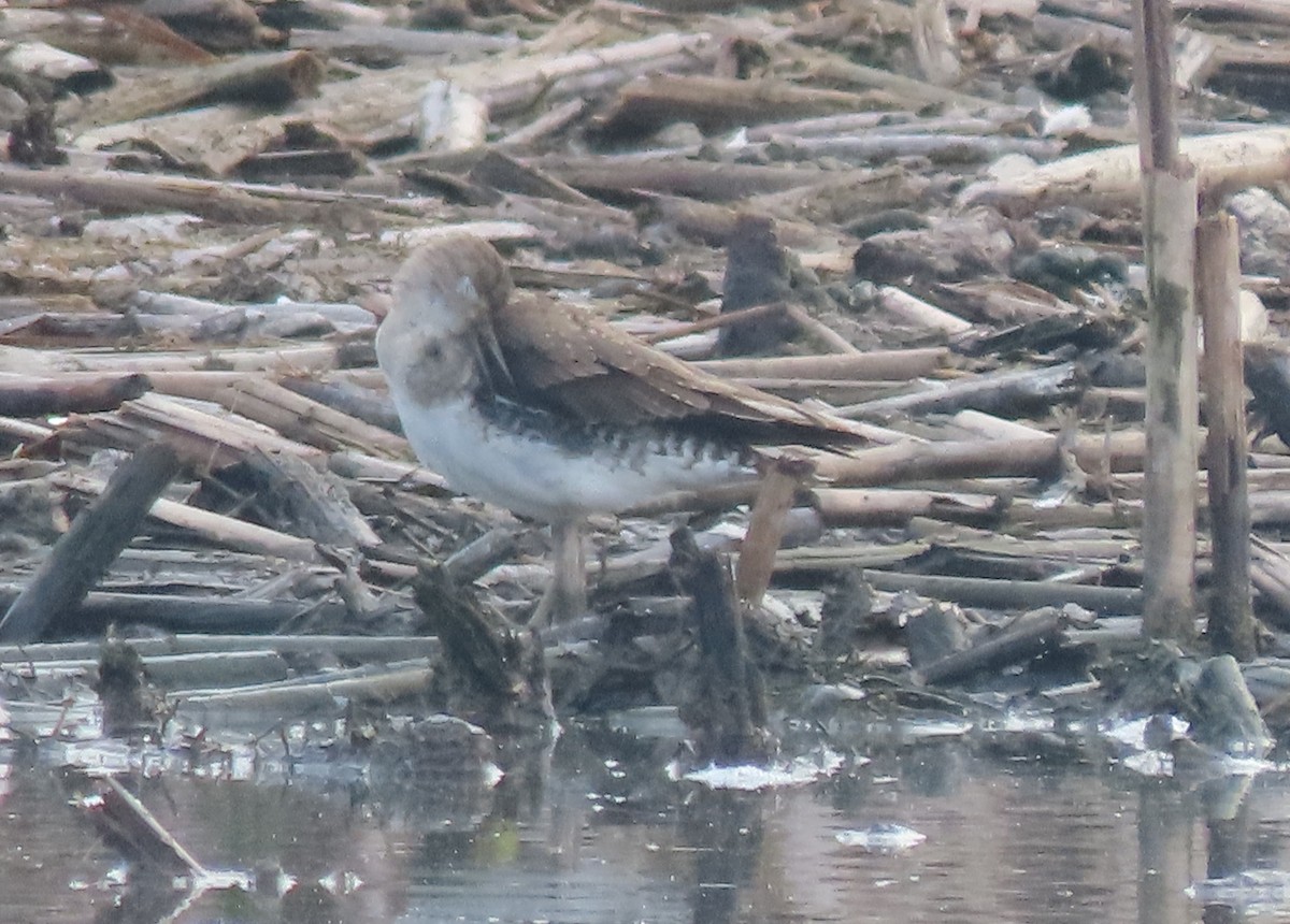 Solitary Sandpiper - ML410952761