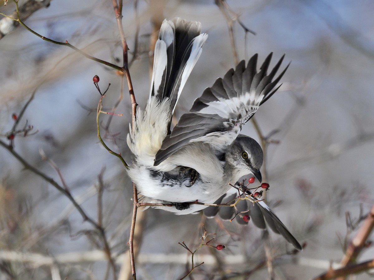 Northern Mockingbird - Bill Massaro