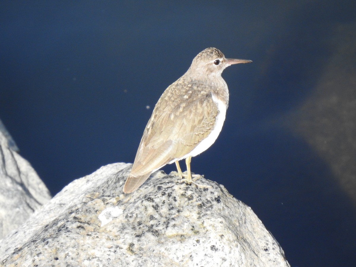 Spotted Sandpiper - ML410953831