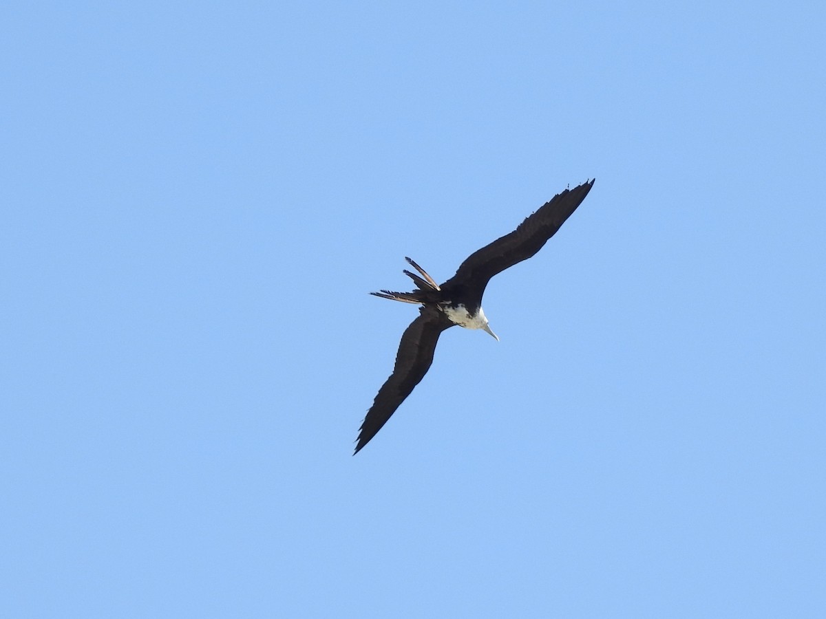 Magnificent Frigatebird - ML410954861