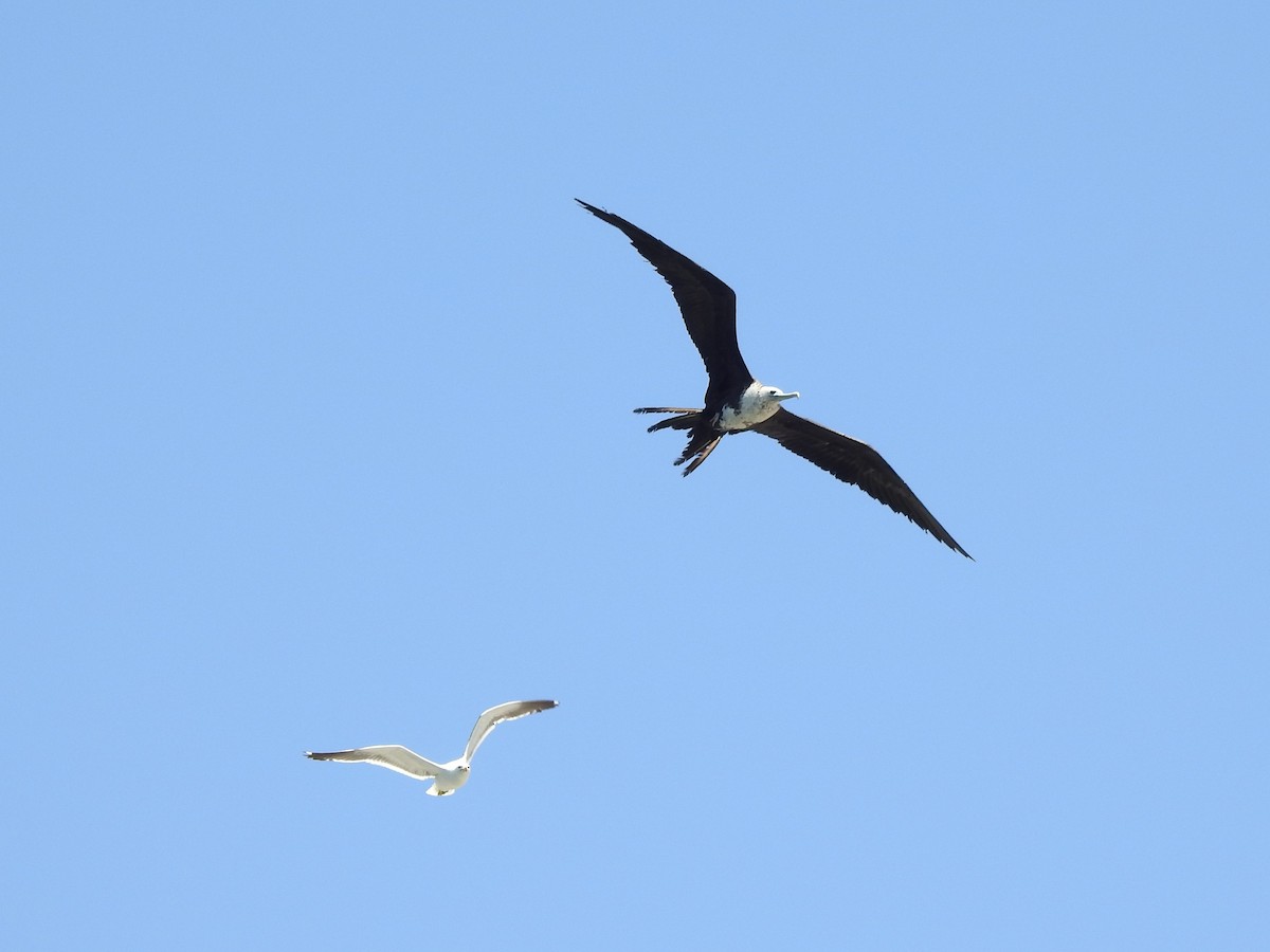 Magnificent Frigatebird - ML410954941