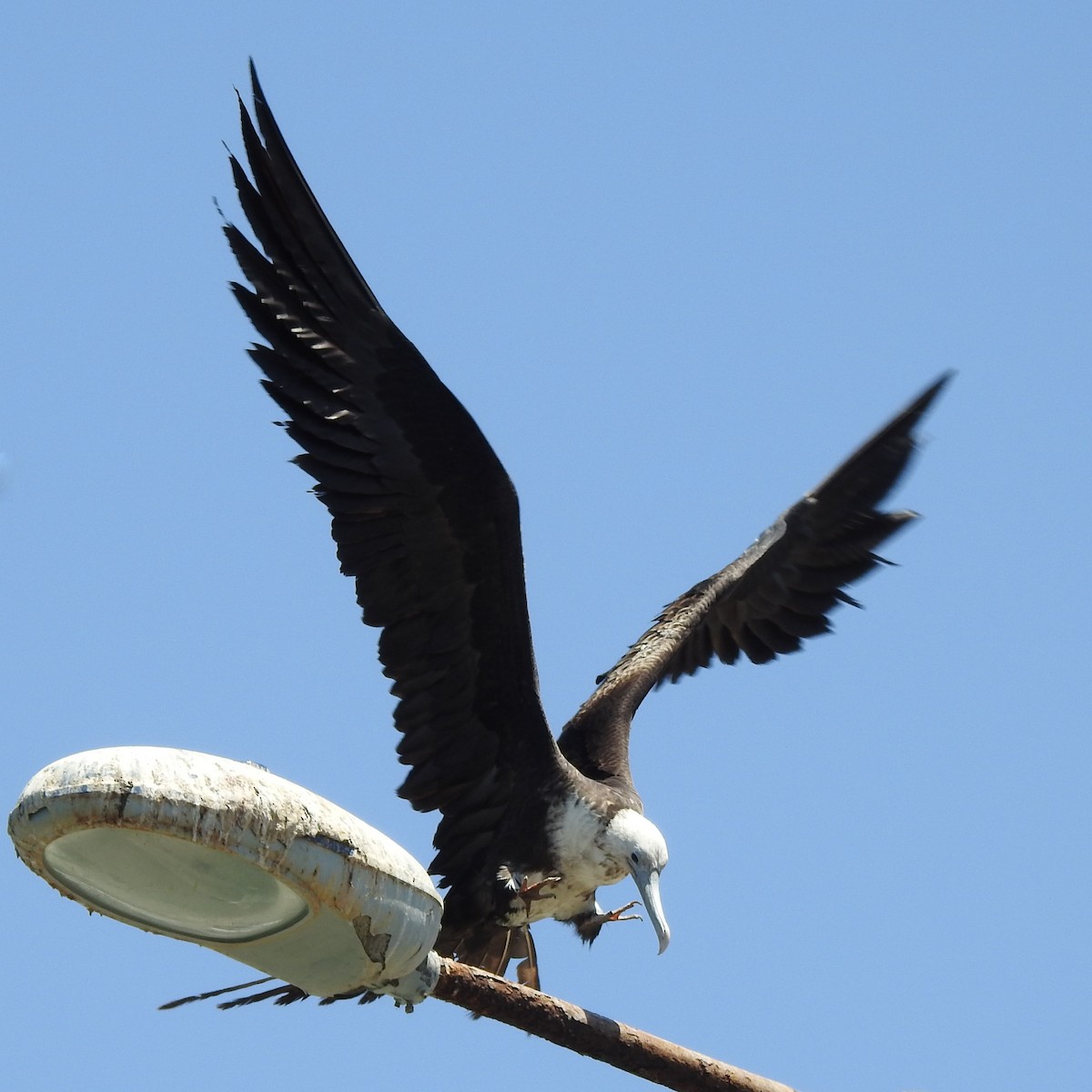 Magnificent Frigatebird - ML410955411