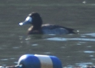 Greater Scaup - ML410955911