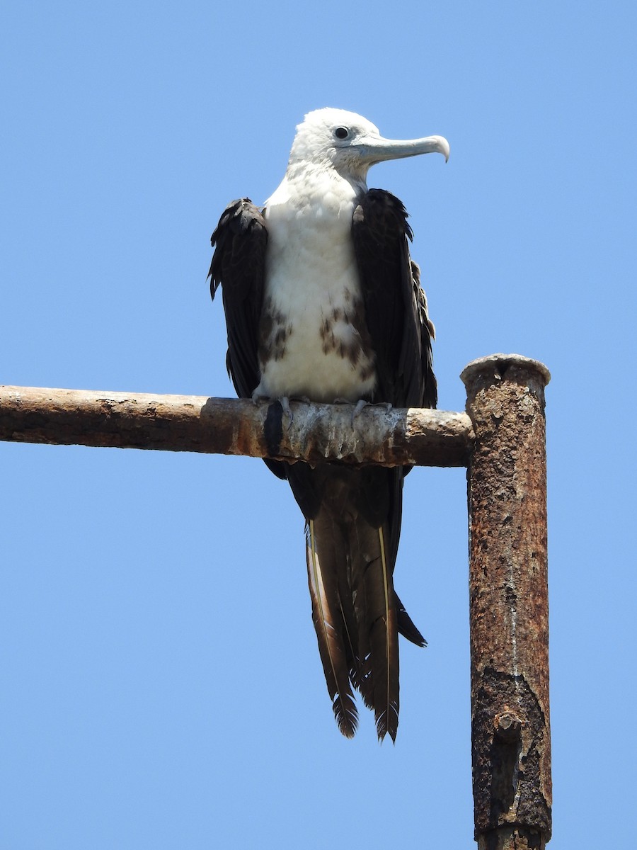 Magnificent Frigatebird - ML410957591