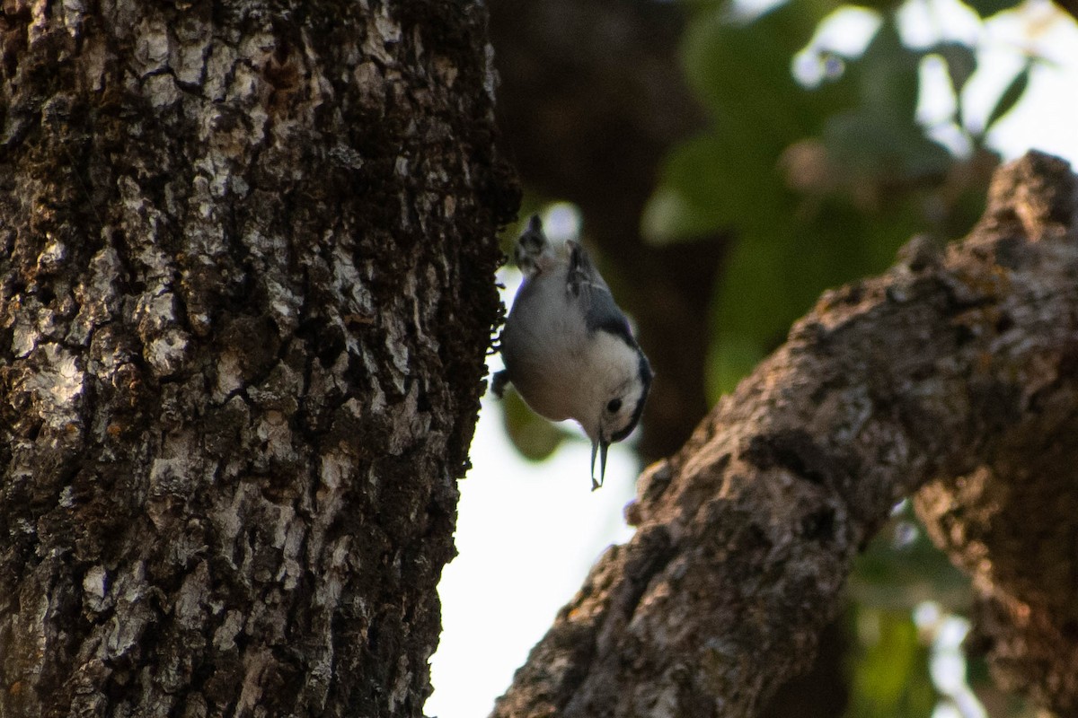 White-breasted Nuthatch - Sabrina O