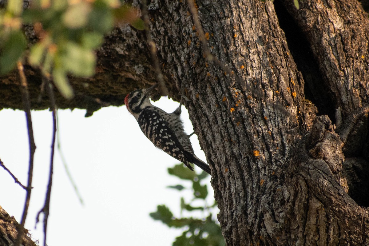 Nuttall's Woodpecker - ML410957621