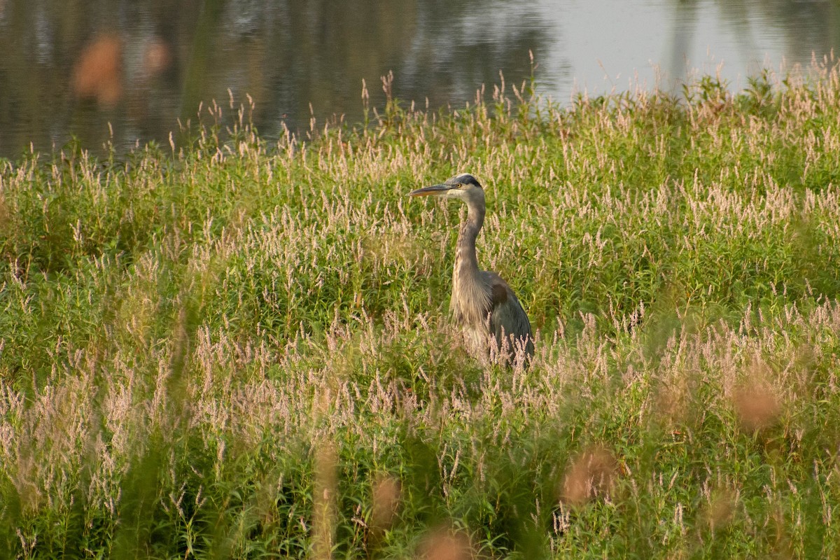 Great Blue Heron - ML410957791