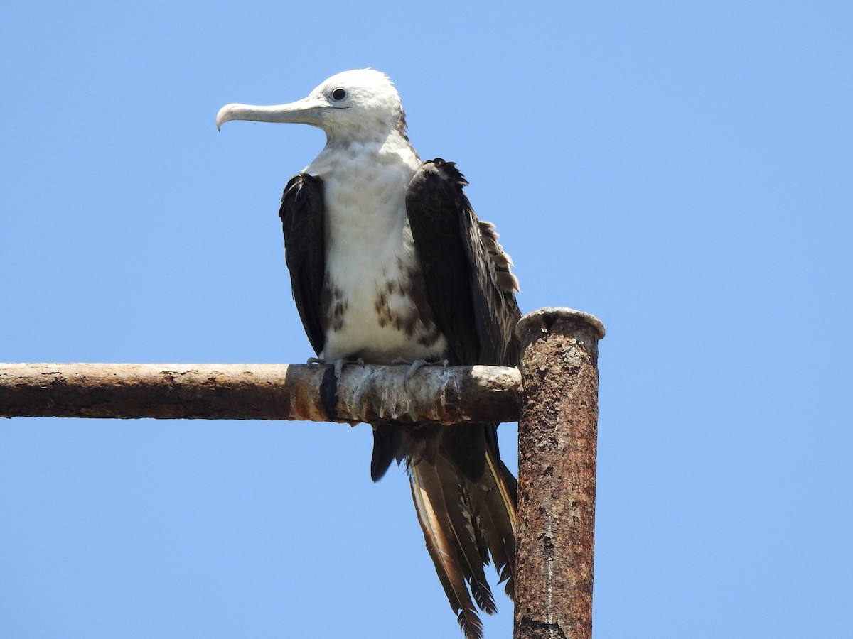 Magnificent Frigatebird - ML410957911