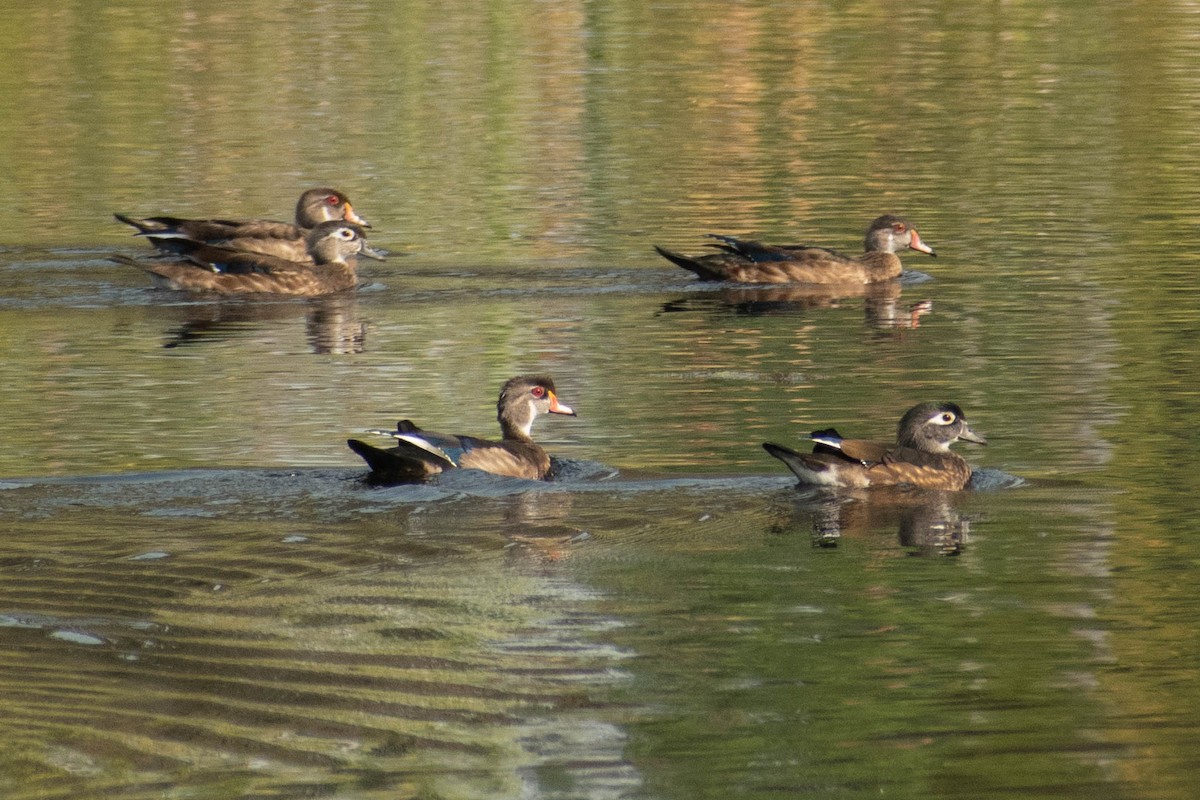 Wood Duck - ML410958321