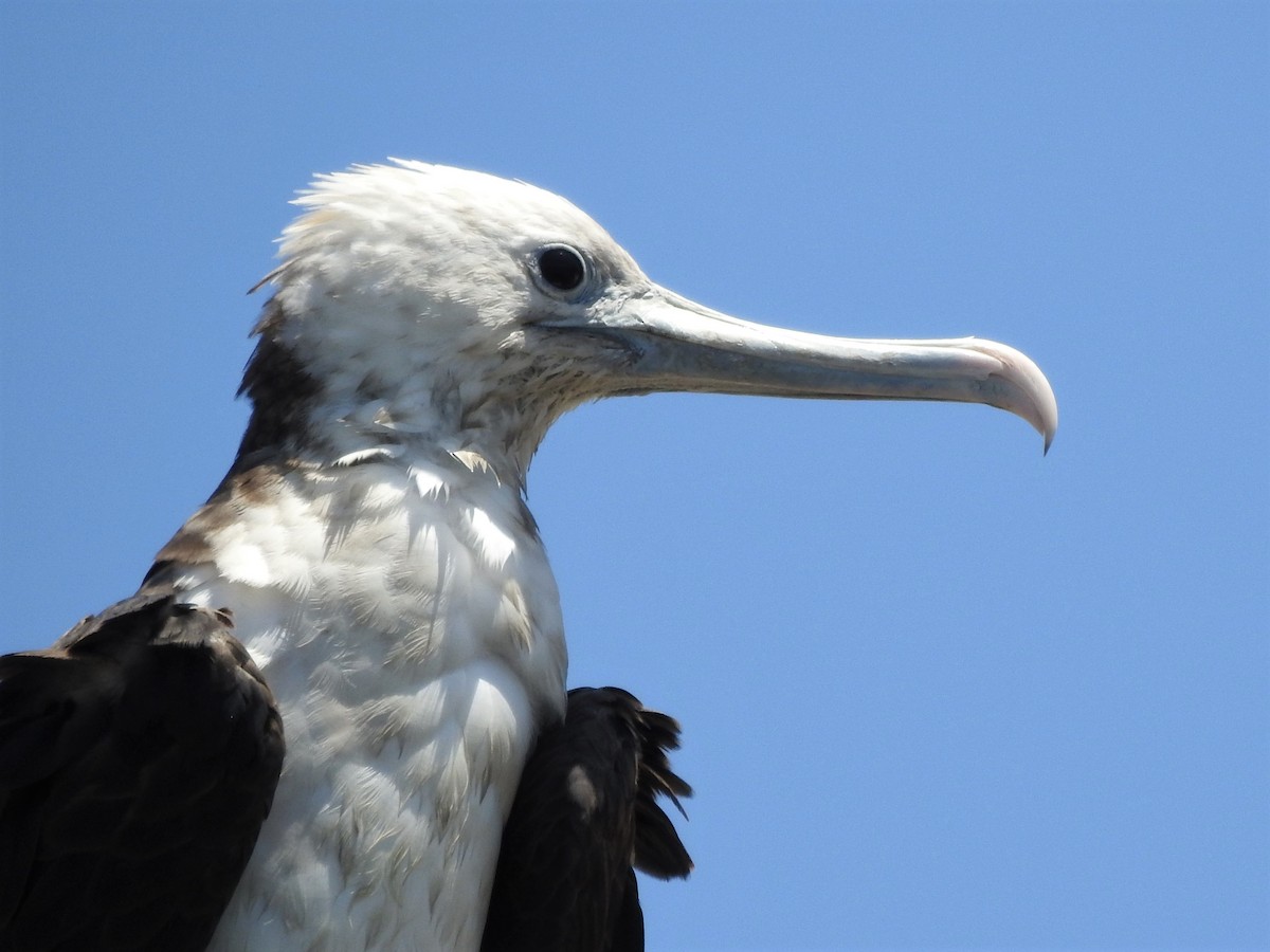 Magnificent Frigatebird - ML410958661