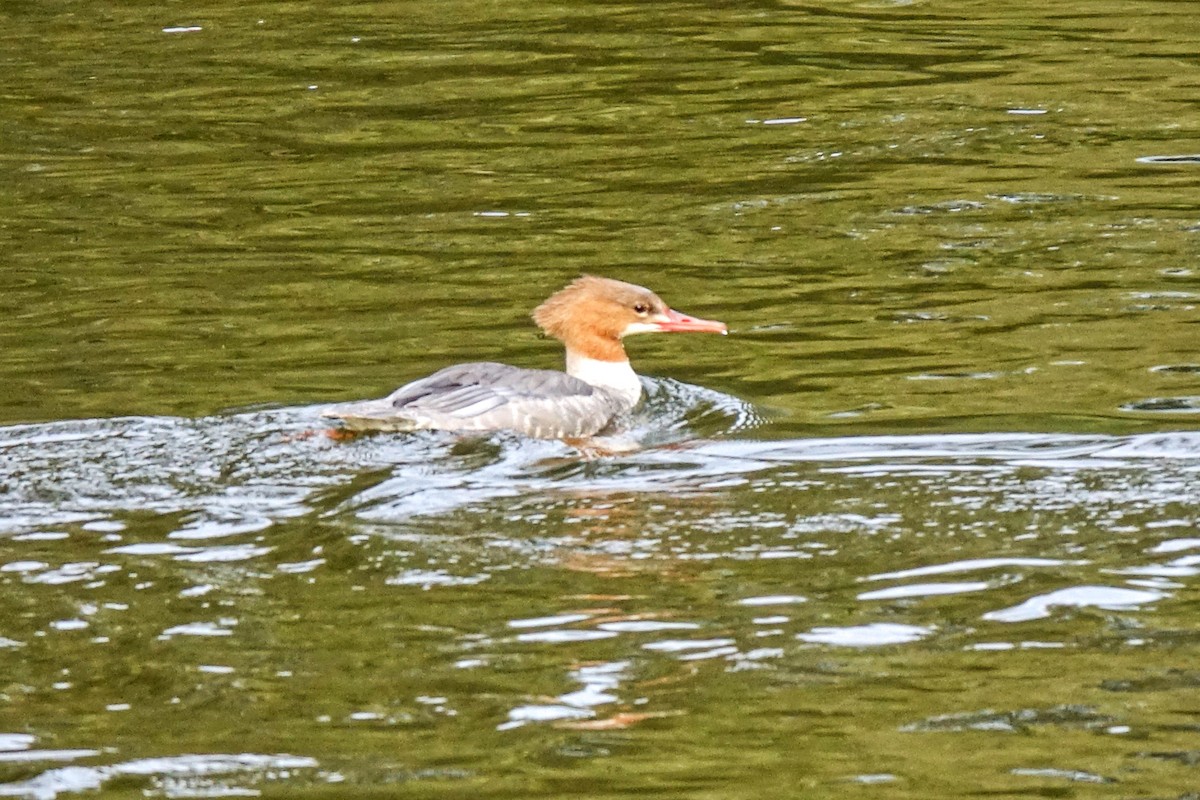 Gänsesäger (merganser/orientalis) - ML410958781