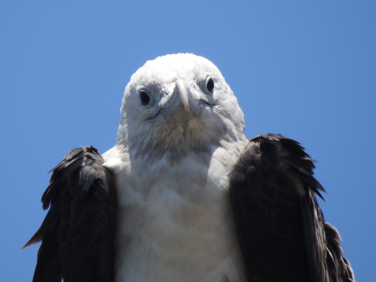 Magnificent Frigatebird - ML410958931