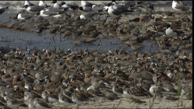 Red Knot - ML410959