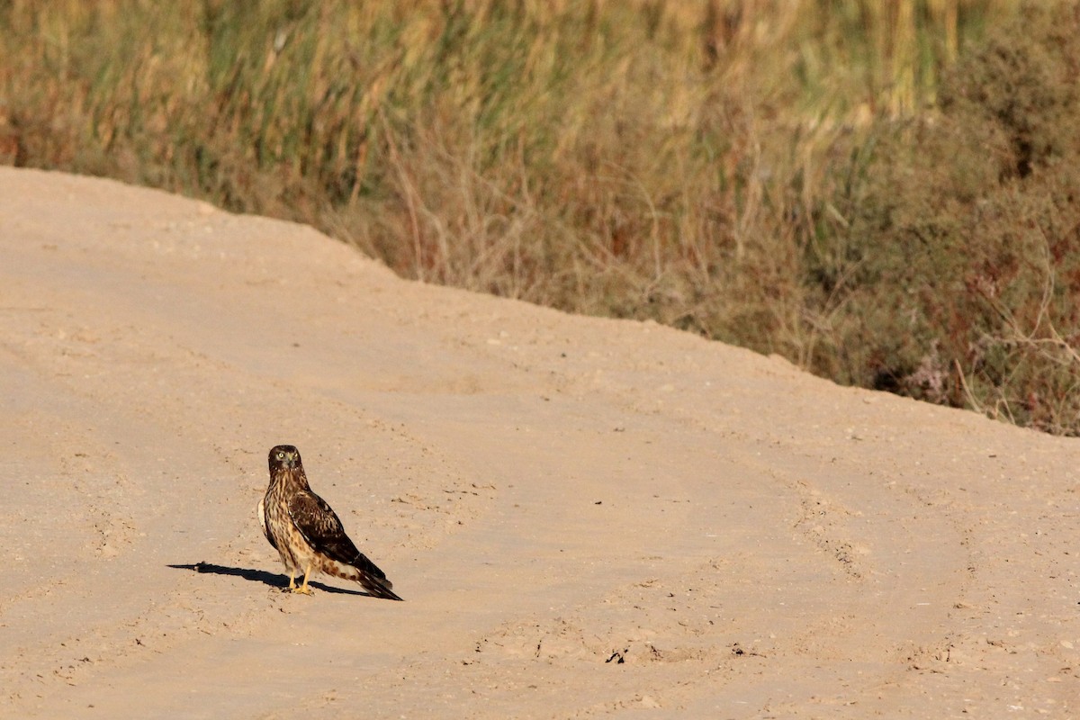 Northern Harrier - ML410959521