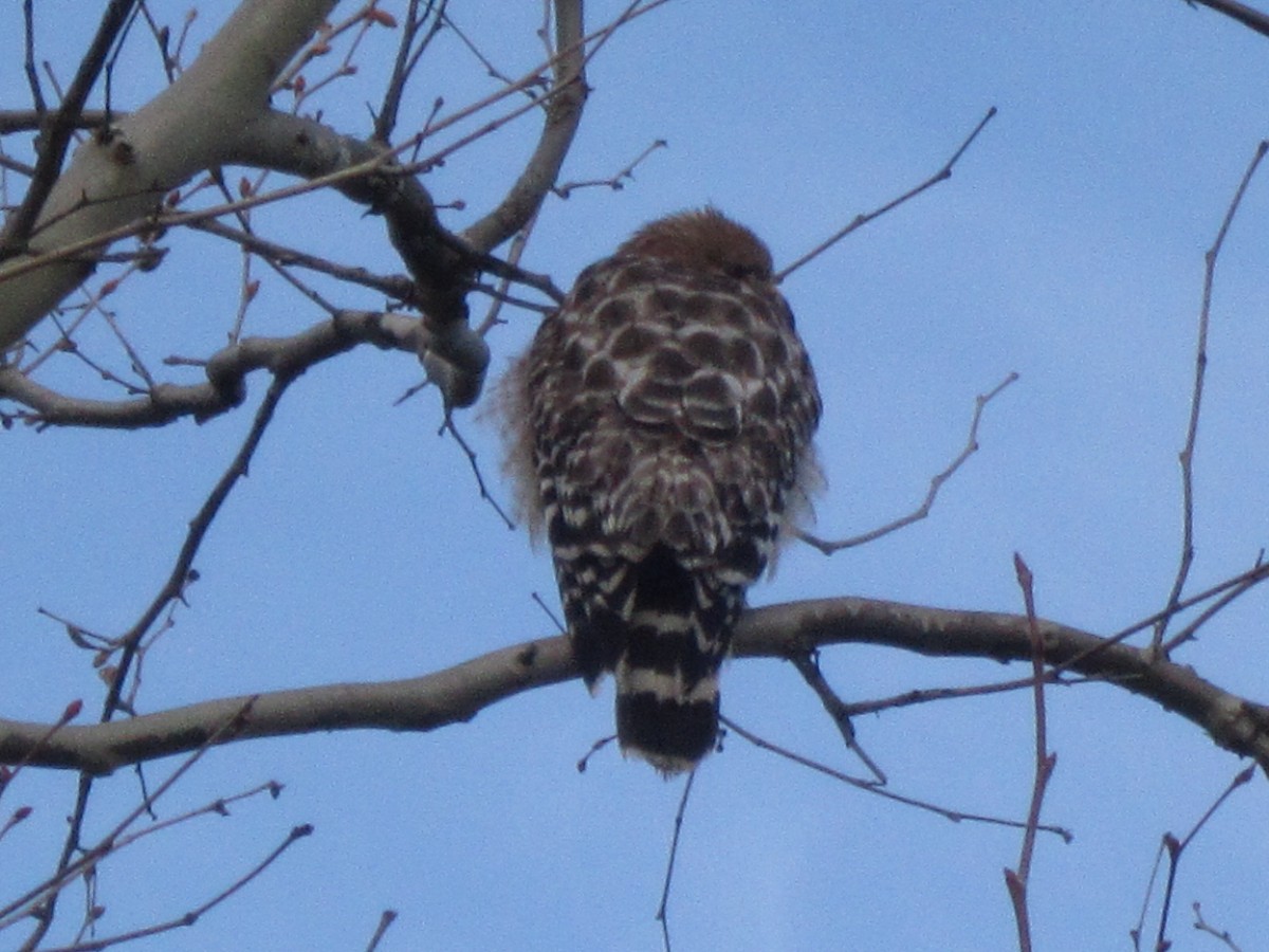 Red-shouldered Hawk - ML410962291