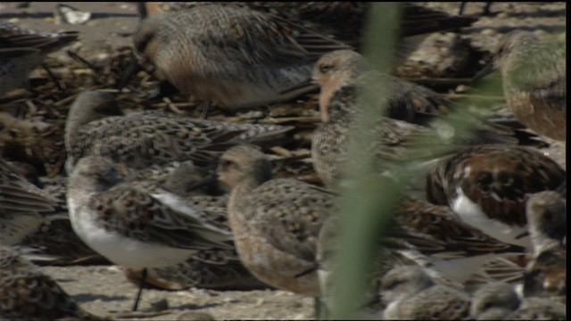 Red Knot - ML410963