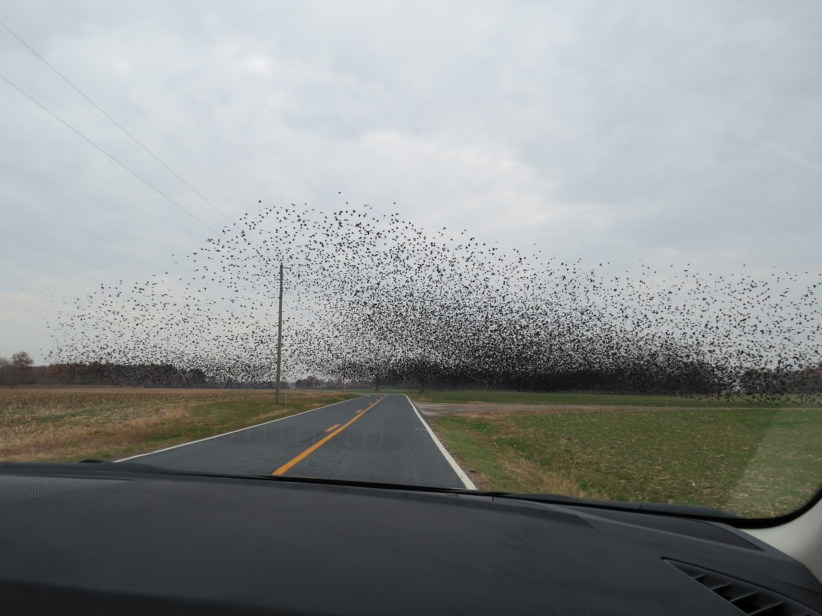 Red-winged Blackbird - ML41096381