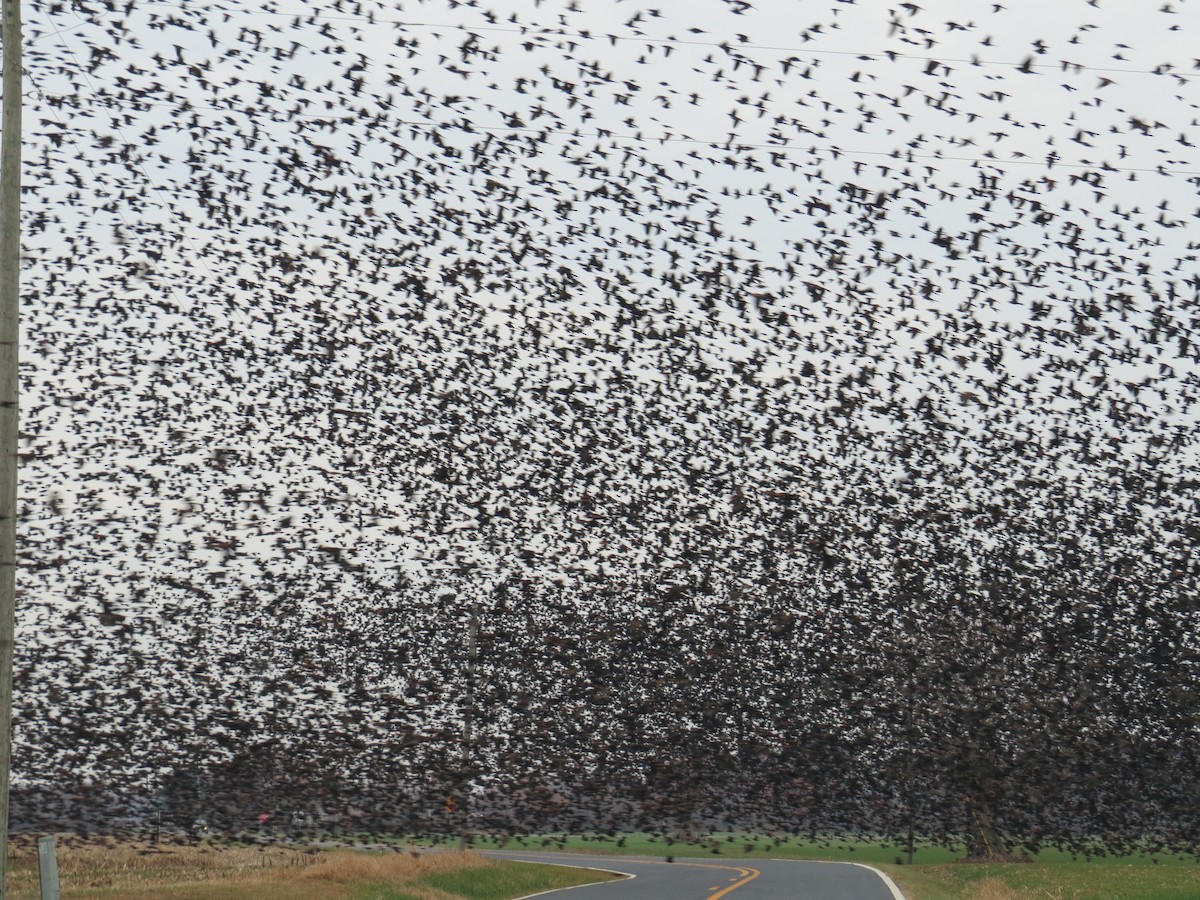 Red-winged Blackbird - ML41096401