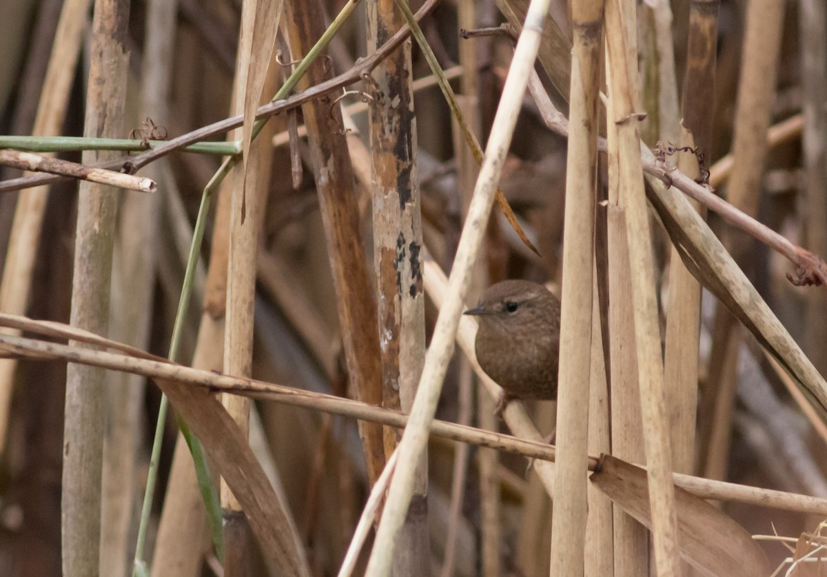 Winter Wren - ML41096421