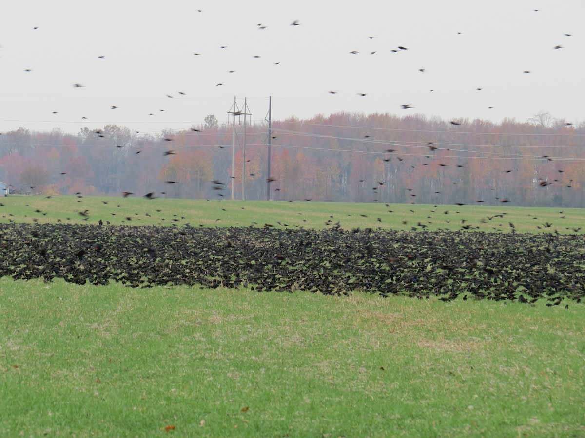Red-winged Blackbird - ML41096451