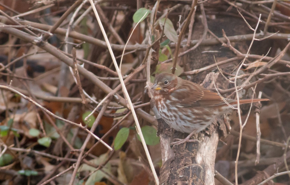 Fox Sparrow (Red) - Oliver Burton