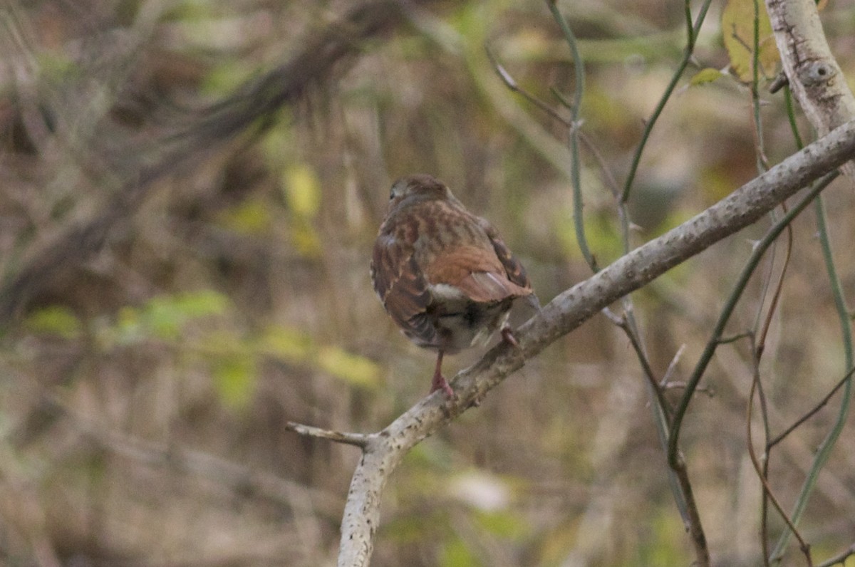 Fox Sparrow (Red) - ML41096671