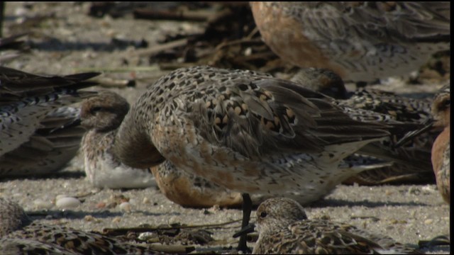 Red Knot - ML410968