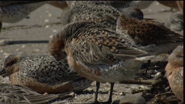 Red Knot - ML410969