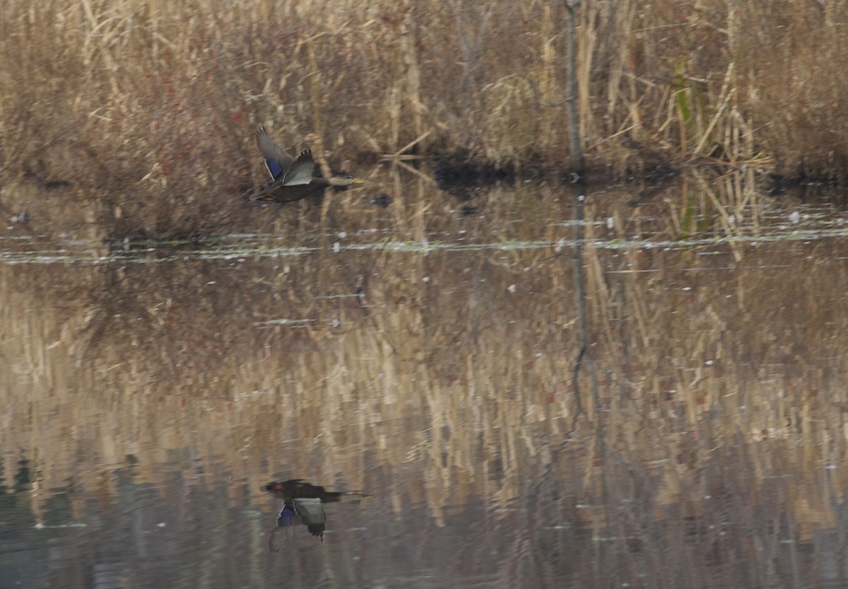 American Black Duck - ML41096941