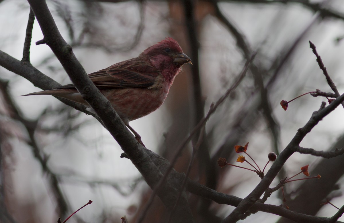 Purple Finch - Oliver Burton