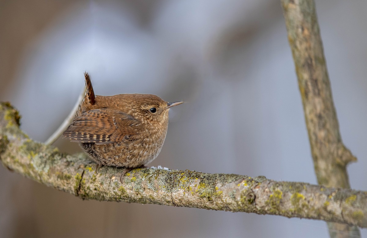 Winter Wren - ML410969801