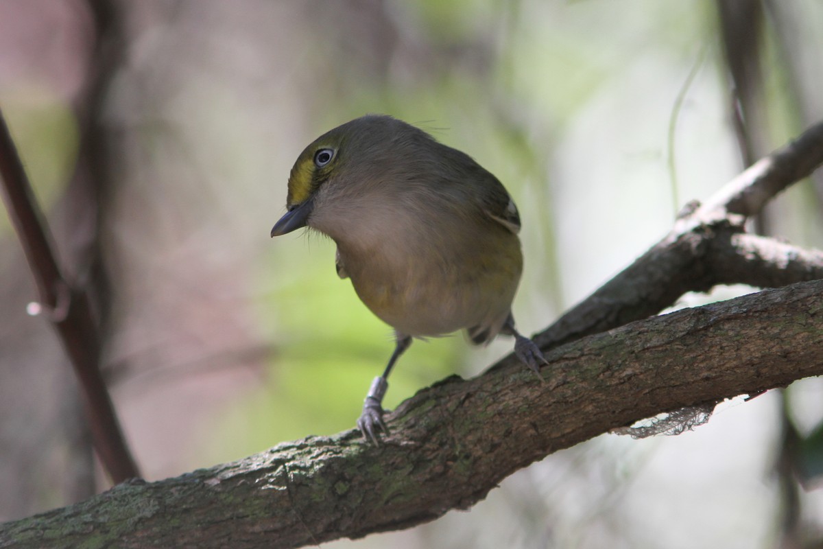 White-eyed Vireo - ML410970031