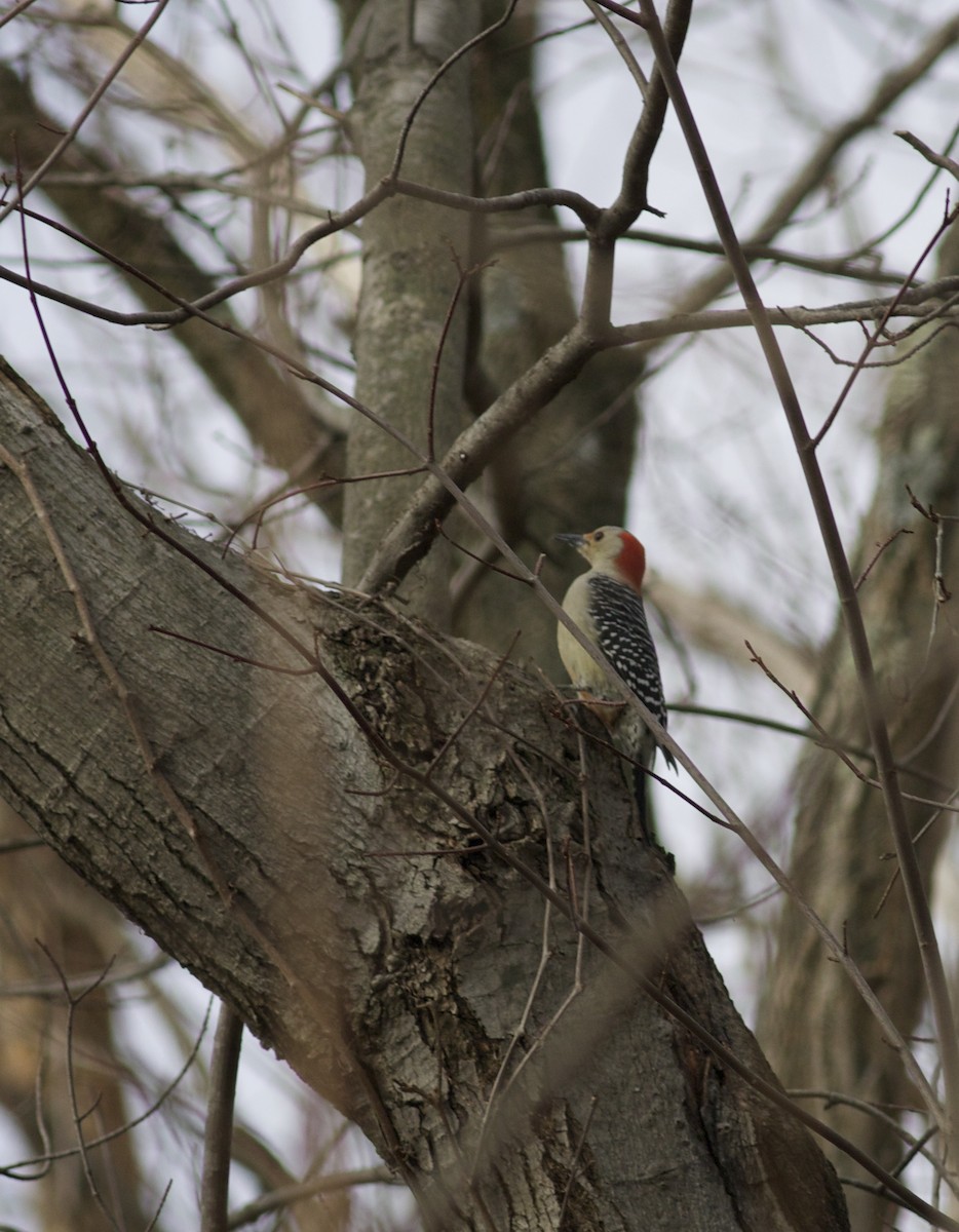 Red-bellied Woodpecker - Oliver Burton