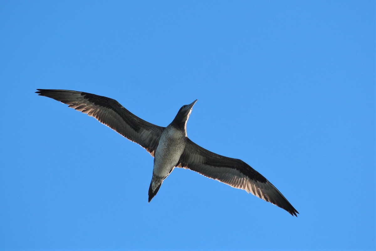 Northern Gannet - ML410971591