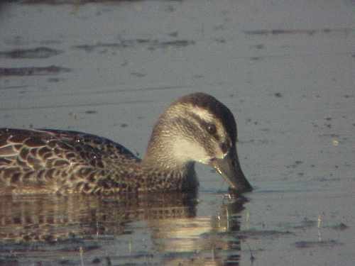 Garganey - David Larson