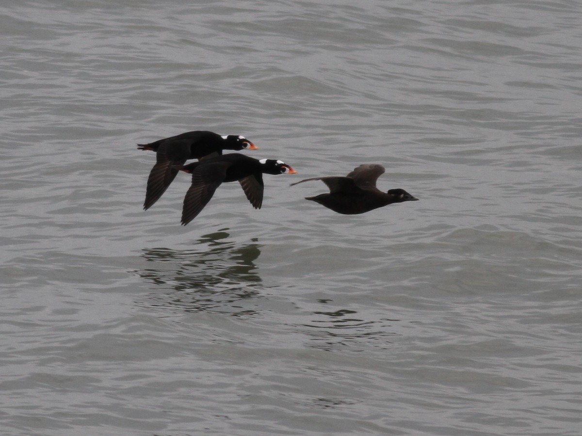 Surf Scoter - Chuck Imbergamo