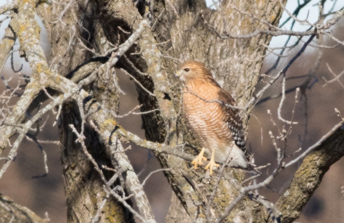 Red-shouldered Hawk - Jay Gilliam