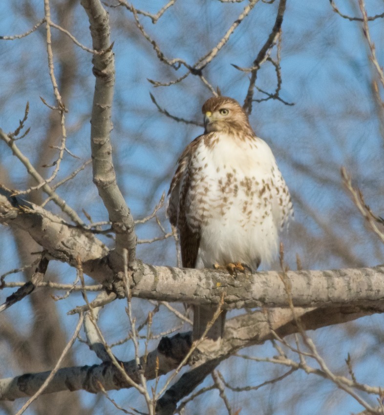 Rotschwanzbussard - ML410973001