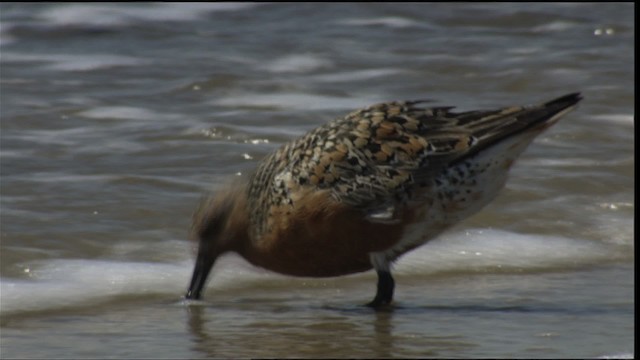 Red Knot - ML410974