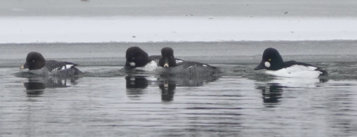 Common Goldeneye - ML410974791