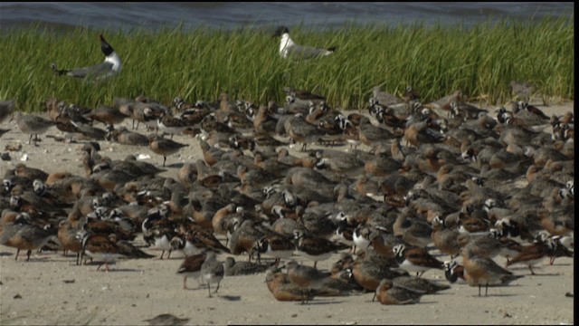 Red Knot - ML410975