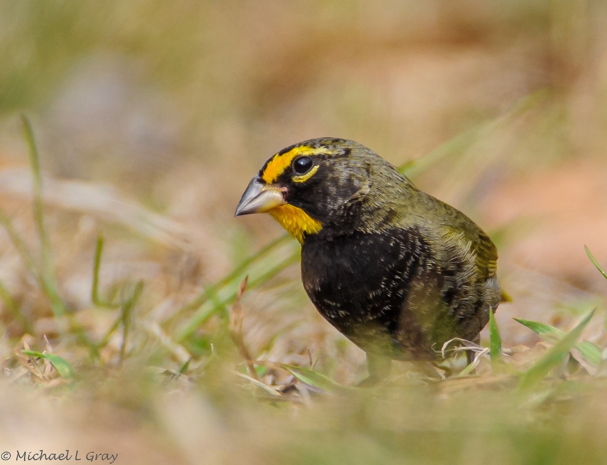 Yellow-faced Grassquit - ML410975251