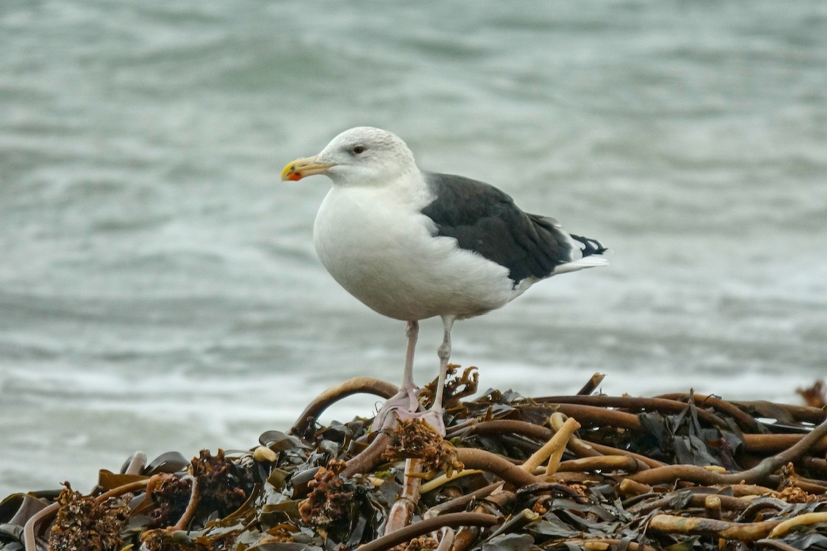 Great Black-backed Gull - ML410975451