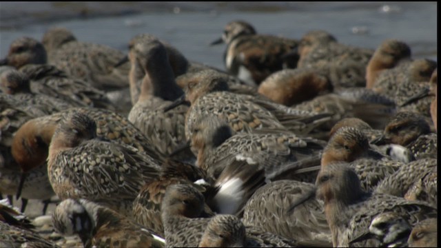 Red Knot - ML410976