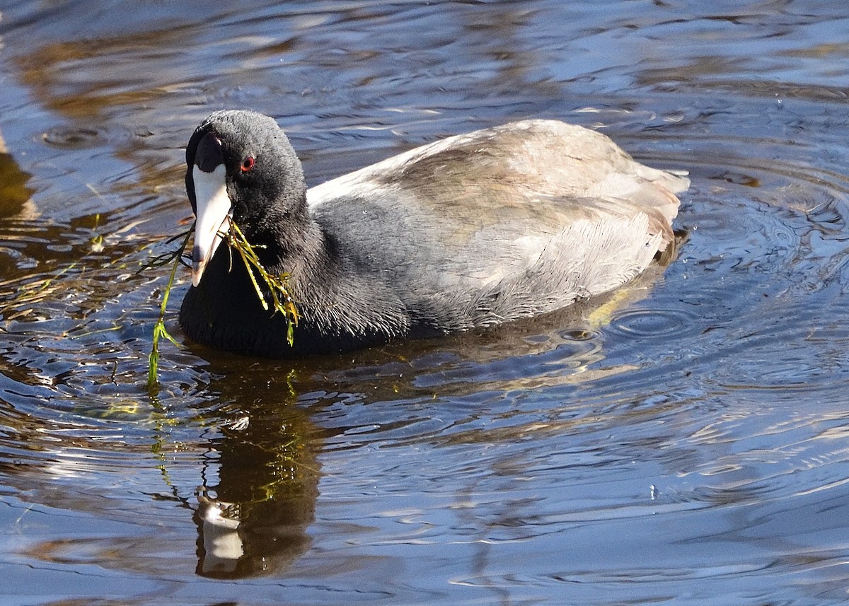 American Coot - ML410976301