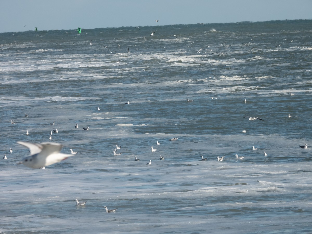 Bonaparte's Gull - ML410978171