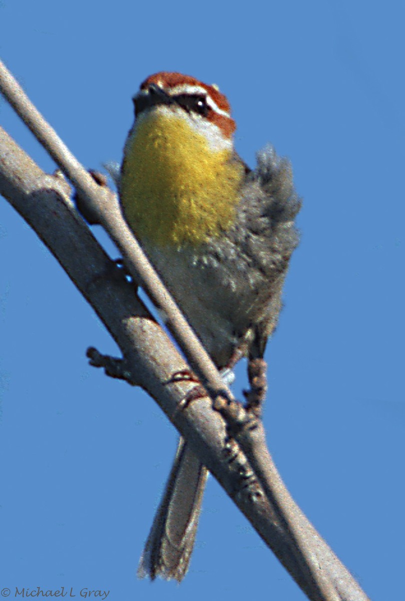 Rufous-capped Warbler - ML410978521