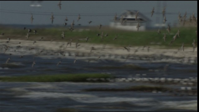 Red Knot - ML410980